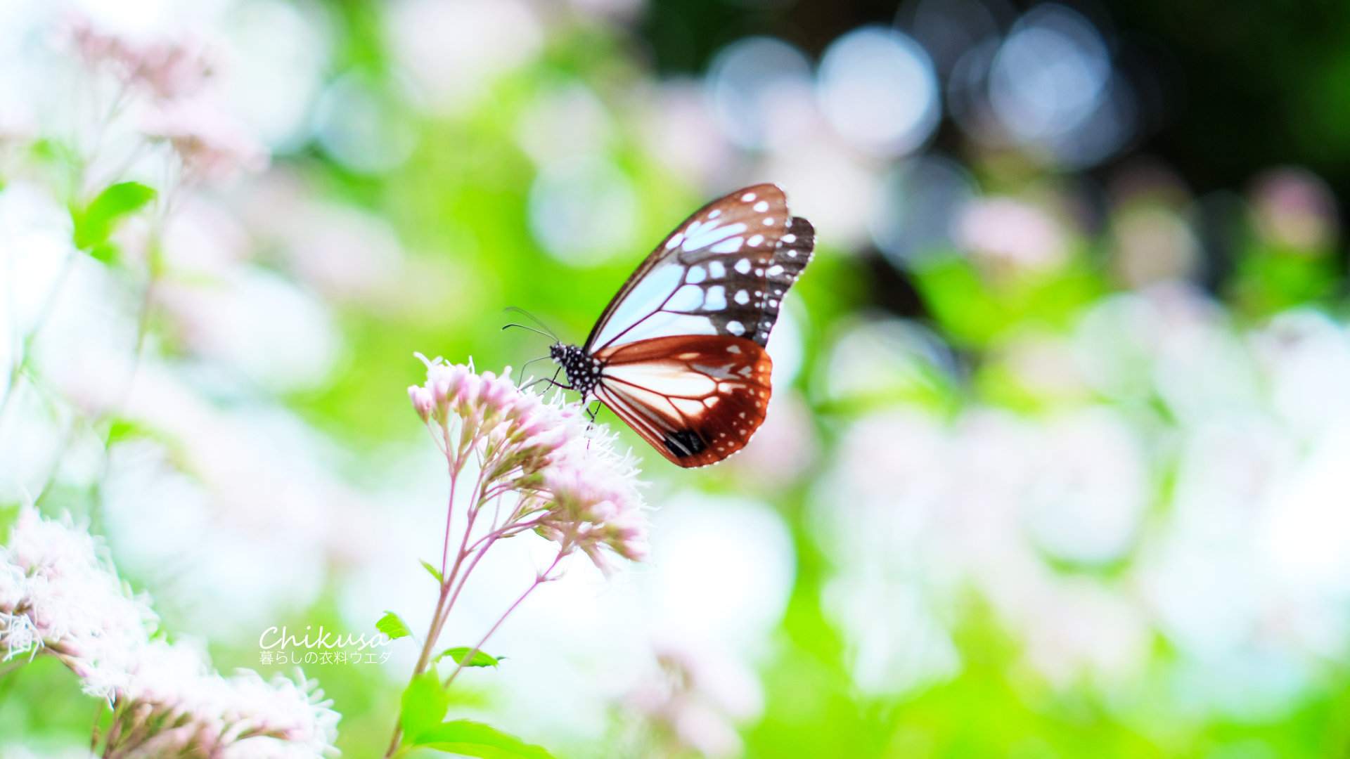 アサギマダラ 兵庫県宍粟市千種町 ー暮らしの衣料ウエダー