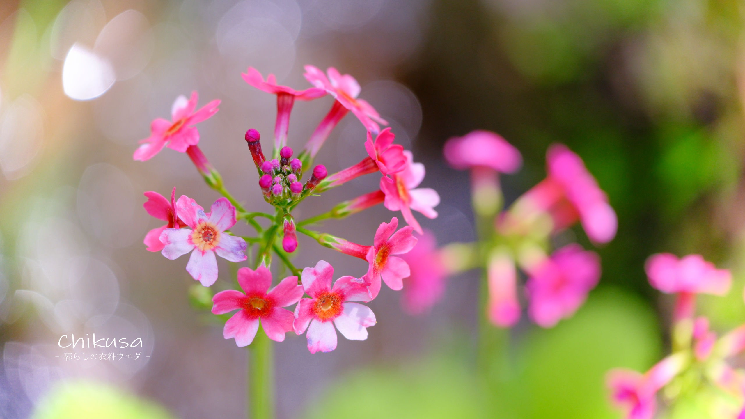 クリンソウ 兵庫県宍粟市千種町 ー暮らしの衣料ウエダー